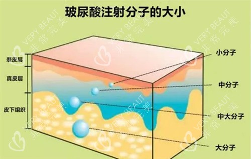 玻尿酸分子大小卡通示意图