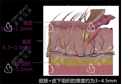 皮肤不同层次厚度图解