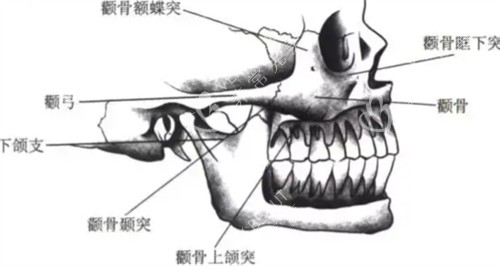 颧弓所在位置