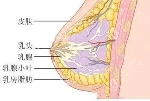 乳房结构卡通示意图