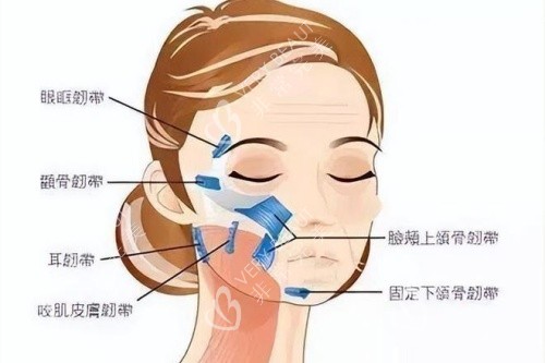 面部纹路卡通图