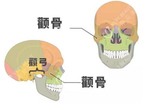 颧骨颧弓图