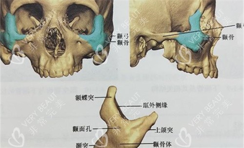 颧骨颧弓位置展示图