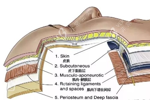 面部皮肤层次图