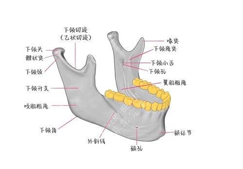 下颌骨各部位名称标示图