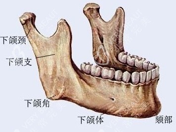 下颌角部位解剖图