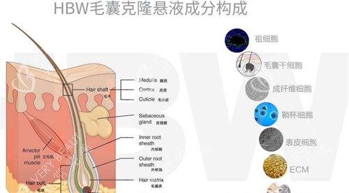 hbw毛囊克隆成分构成图解