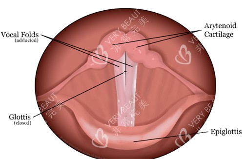 声带的组成结构图解