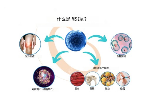 MSCs治疗示意图