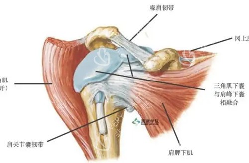 肩部结构解剖示意图