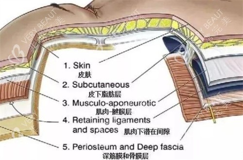 面部皮下组织层图解