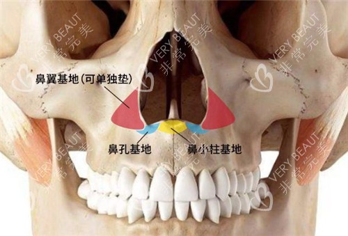 鼻基底结构解剖图