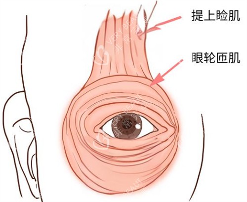 提上睑肌位置示意