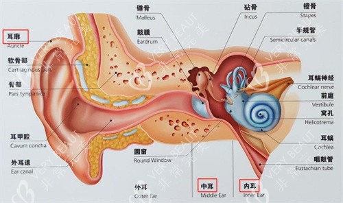 耳朵的结构