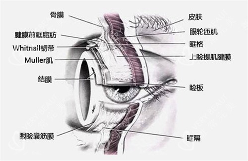 眼睛不同部位