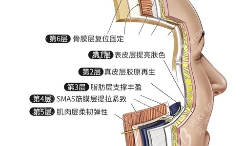 正常人类面部皮肤分层展示