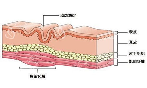 皮肤纹路产生示意图