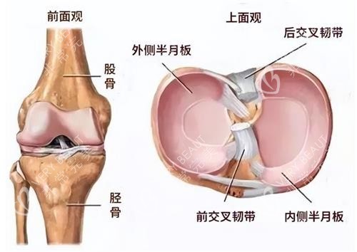 半月板的示意图