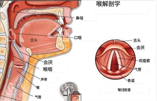 喉部解刨图