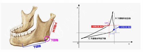 北京圣嘉新医疗美容医院张立天下颌角手术设计示意图