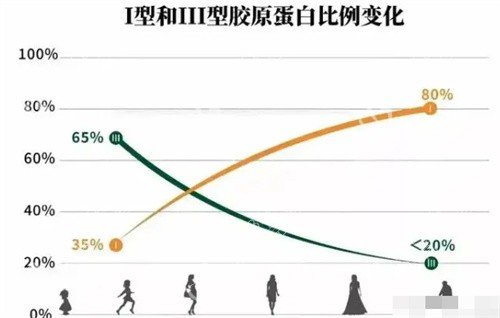 I型和III型胶原蛋白的变化