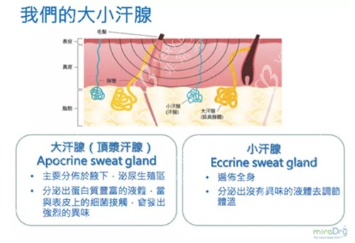 大小汗腺图示