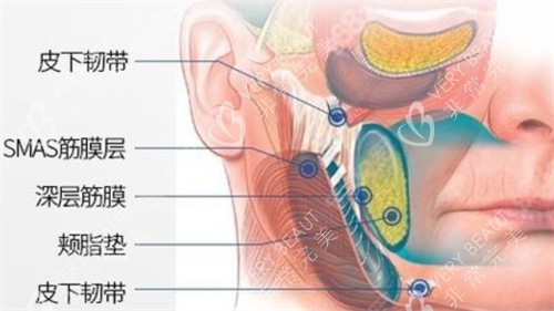 面部皮下组织分布