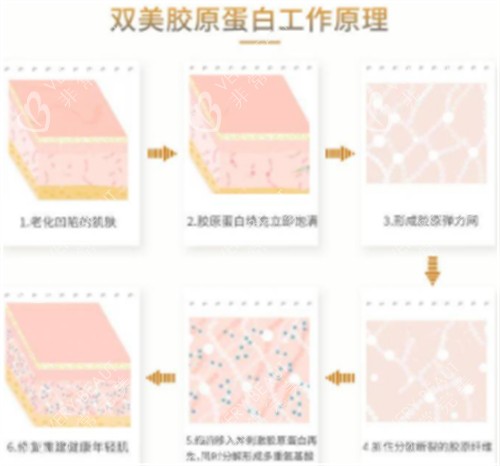 双美胶原蛋白原理