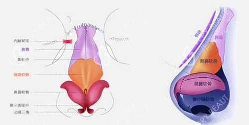 鼻子解剖图示意
