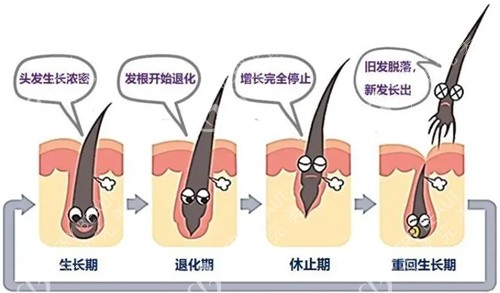 头发生长周期