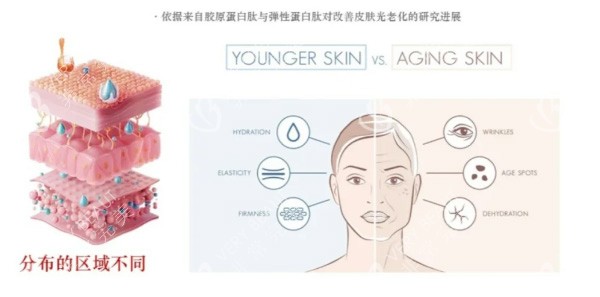胶原蛋白一型和三型分布区域不同
