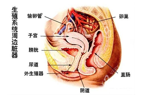 生殖器周边脏器图