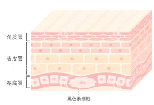 皮肤层次素材