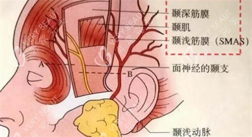 耳部构造示意图