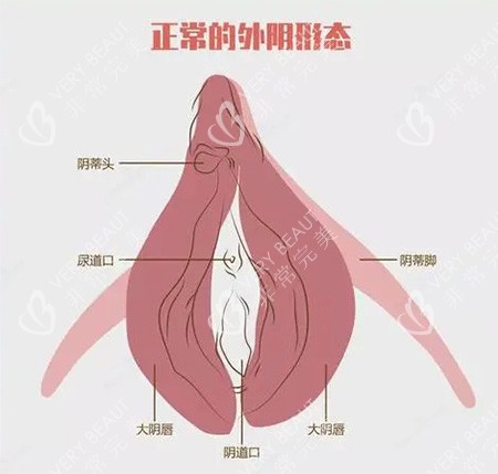 女性私密外阴部位示意图