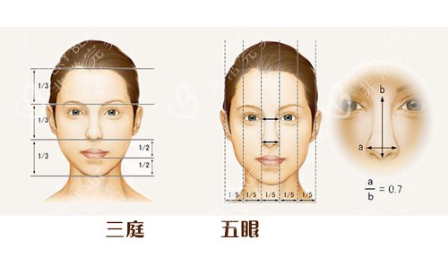 三庭五眼的比例