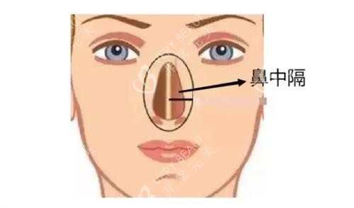 鼻中隔的位置