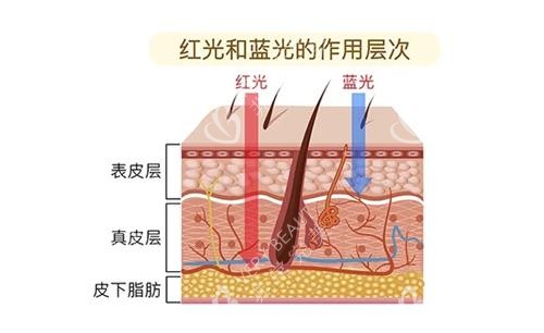 红蓝光作用层次
