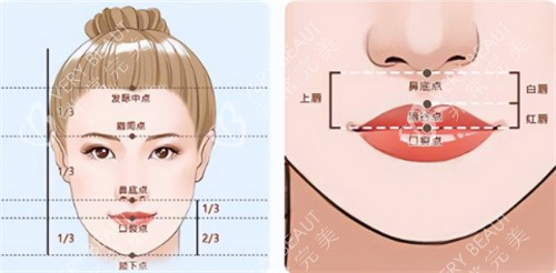 美观人中的比例图解