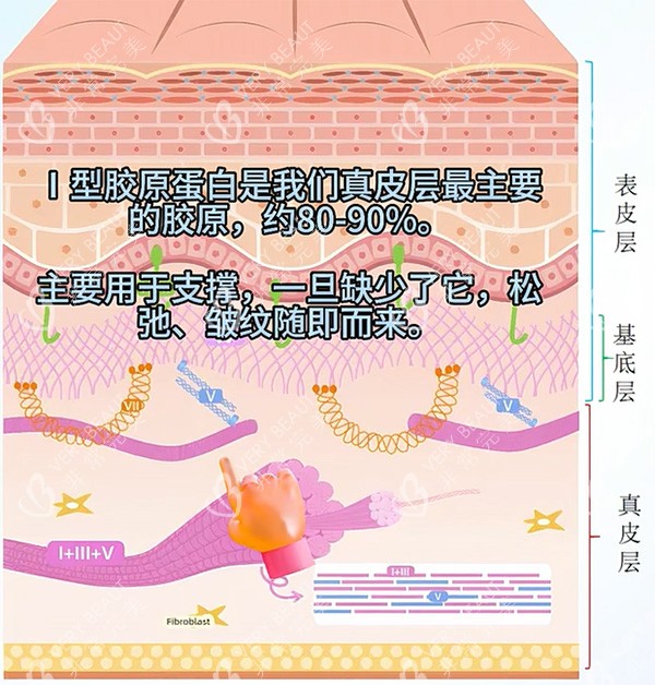 一型胶原蛋白和三型对比