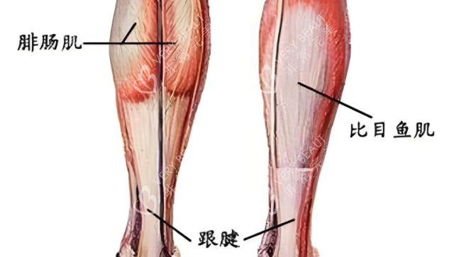小腿肌肉