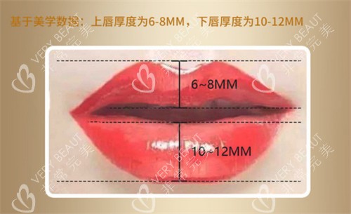 唇部比例图示
