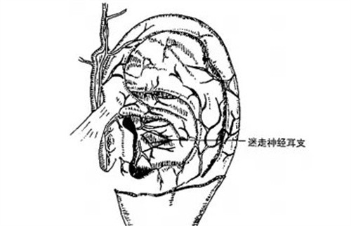 耳廓的神经