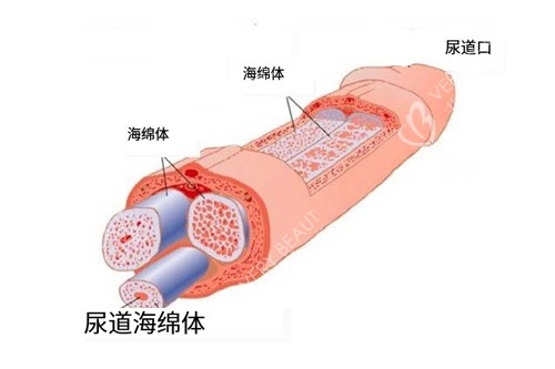 男性海綿體位置圖