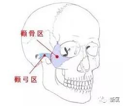 颧骨骨骼图