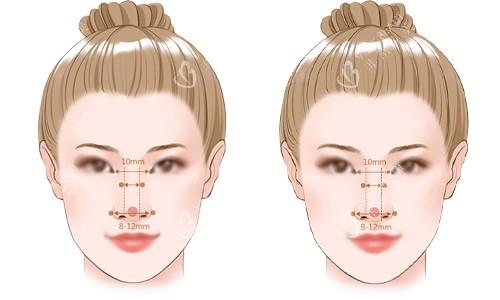 标准鼻子的比例展示