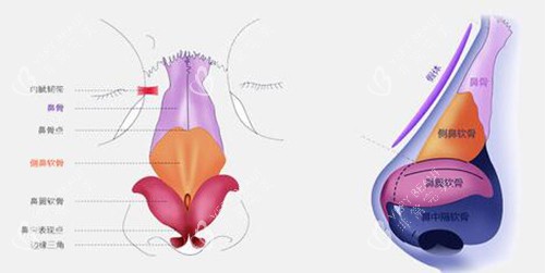 鼻子解剖图示意 鼻子解剖图示意