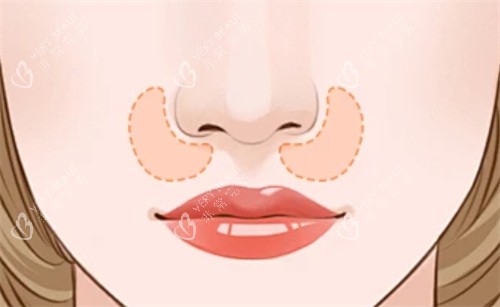 鼻基底所在位置 鼻基底所在位置