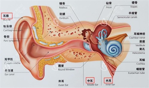 耳朵的结构