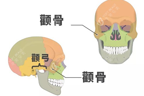 颧骨颧弓示意图